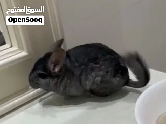 Chinchilla male