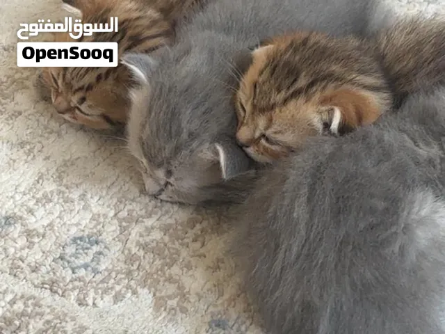 كيتنز مستوى عالي