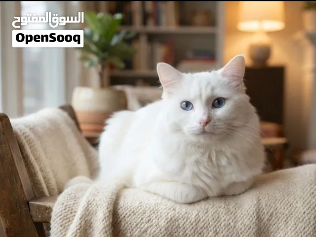 هل تبحث عن رفيق ملكي يضيف لمسة من الفخامة والهدوء لمنزلك؟ نقدم لك القط الأبيض ذو الفراء الناعم كالحر