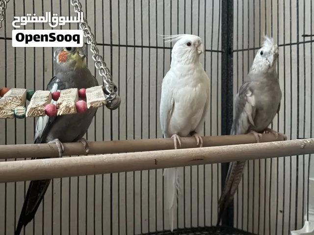 للبيع طيور كوكتيل