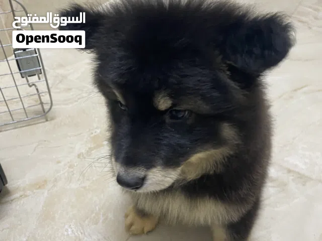 هاسكي صغير