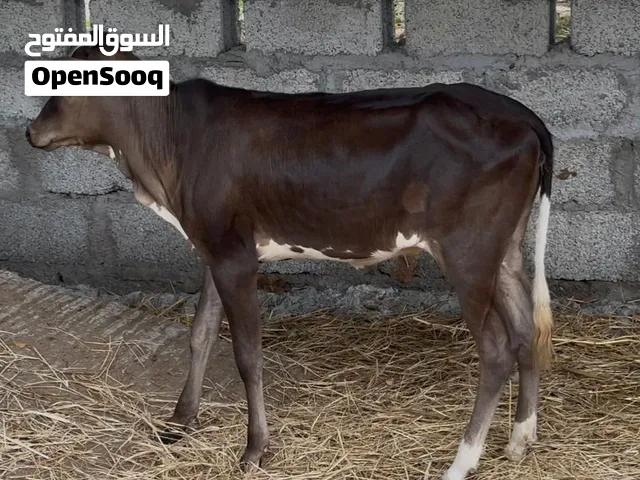 عجله نمساوي مال تربيه حلوه و سمين الي يريد تربيه ولا سكين