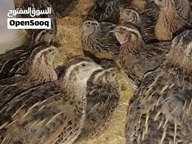 بسم الله والصلاة والسلام على رسول الله، متوفر بيض فري سمان مخصب وللمائده كفالة تخصيب بأذن الله تعا