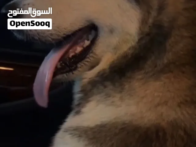 سلام عليكم عندي كلب هاسكي ذكر حالته ممتازة ولعوب مطلوب 1000درهم