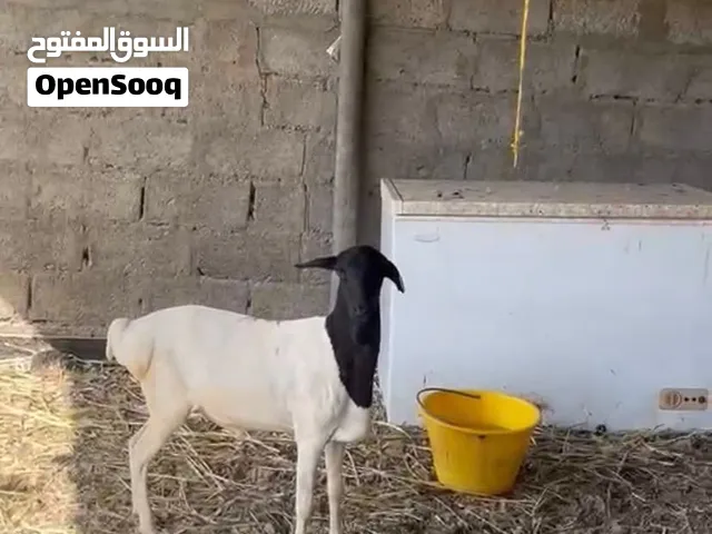 للبيع كبش صومالي مطعوم