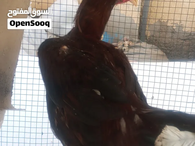 ديك ودجاجه للبيع فقط