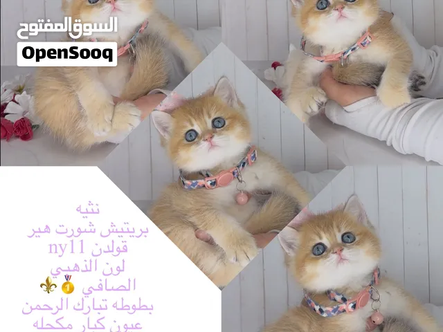 لمحبين القطط النادره