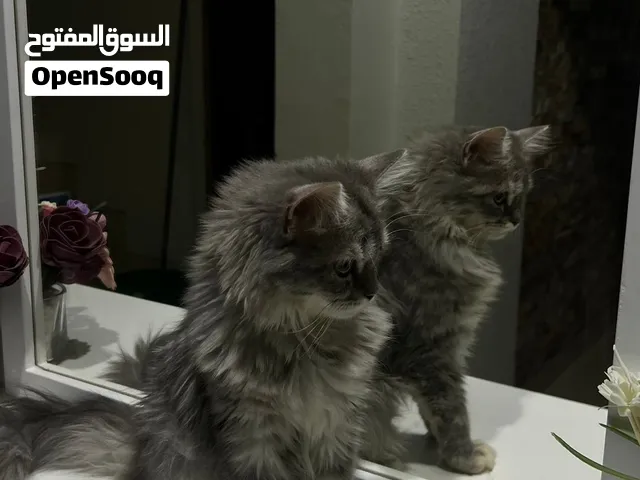 قطه شيرازيه