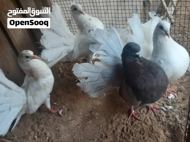 حمام تونسي