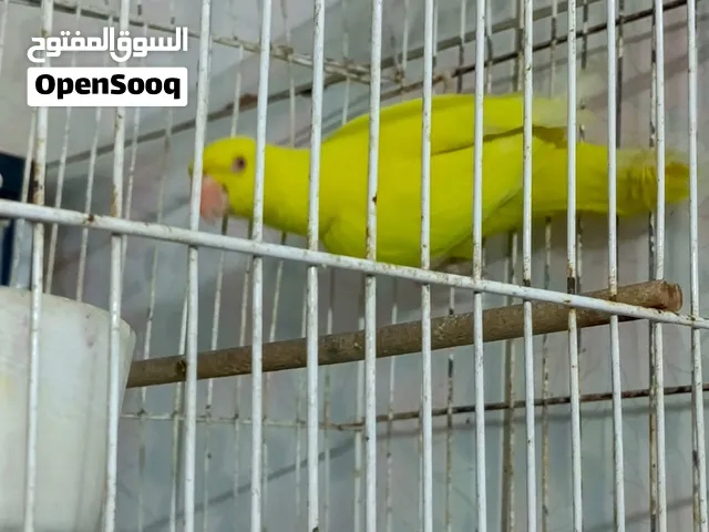 دره هندي أصفر عين حمر نقي