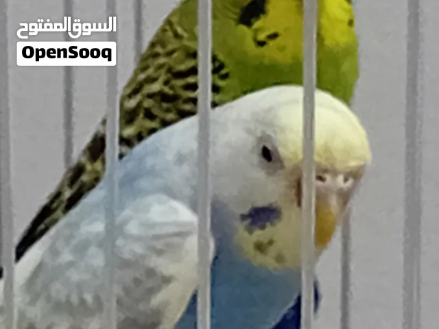 ...* للبيع طيور الحب ذكر وانثى عدد 2 مع قفص كبير  مع كوخ خشب العش ( السعر 15 دينار) العمر فوق  10 اش