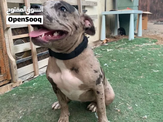 انثى ميرلي اربع شهور
