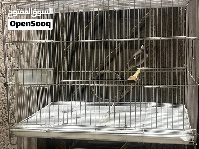 بلبل وقفص للبيع