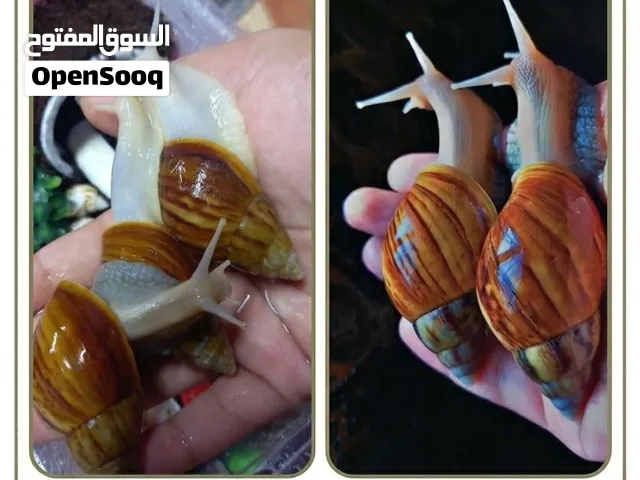 حلزونات افريقية عملاقة