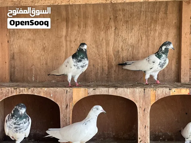 Mix pegions for sale