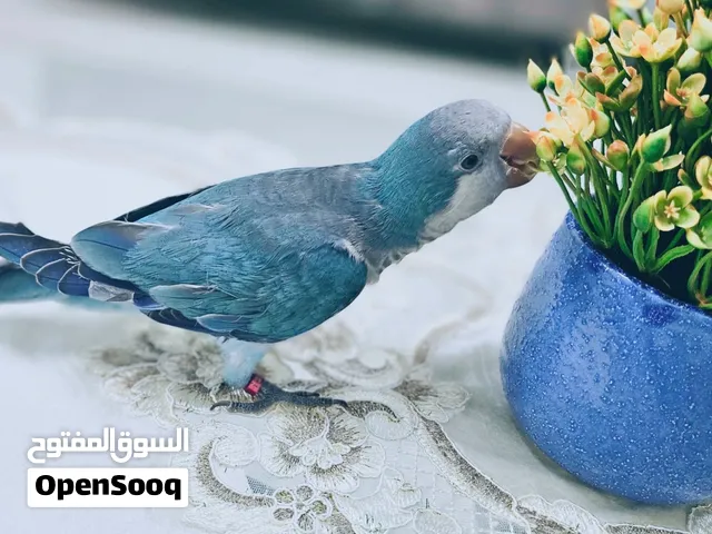 ببغاء كويكر ازرق اليف جدا -