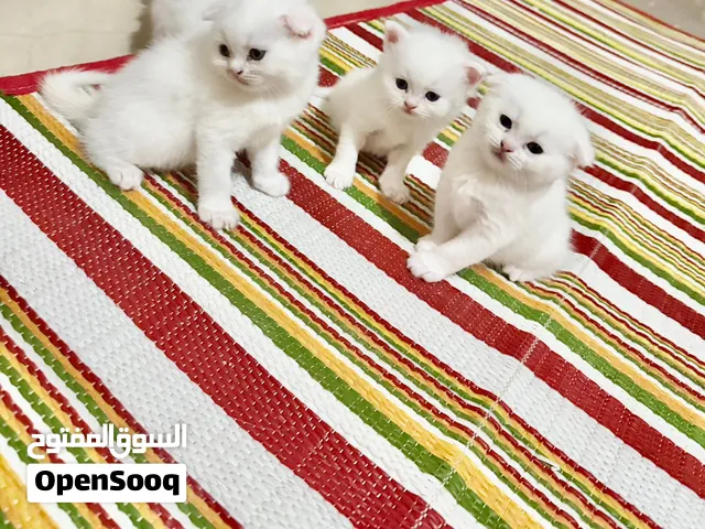 قطط سكوتش فولد كيوت للحجز المسبق