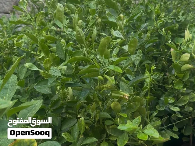 اشجار ليمون العربي - عماني