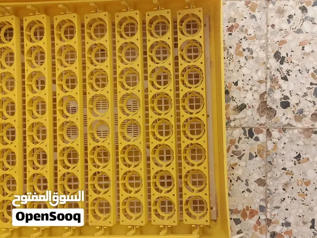 حضانة بيض دجاج