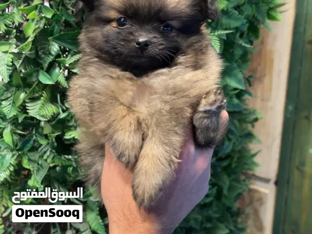 Teacup pomeranian 60 days