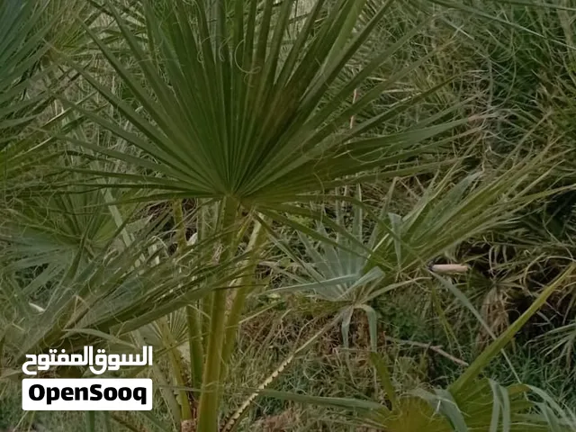 نخيل امريكي (واشنطني)