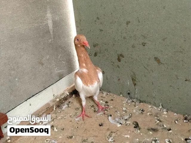 فراخ للبيع