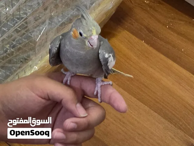 بصلاه على الحبيب موجود كوكتيل في العقبه شوف الوصف