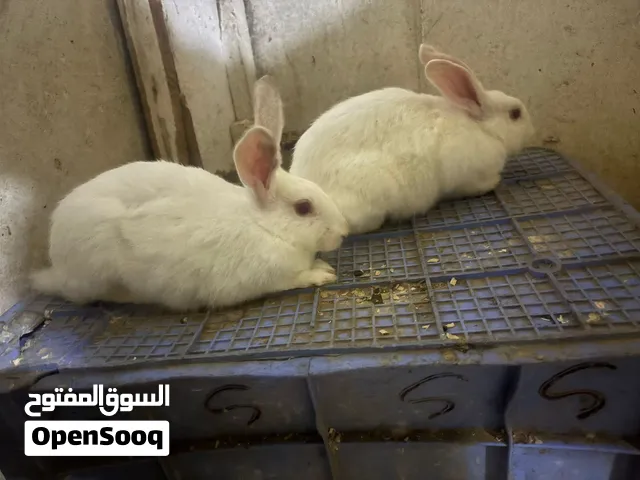 انثايتين فرنسي  العمر 4شهور الوزن كل وحده تقريبا 2كيلو الصحة ممتازة