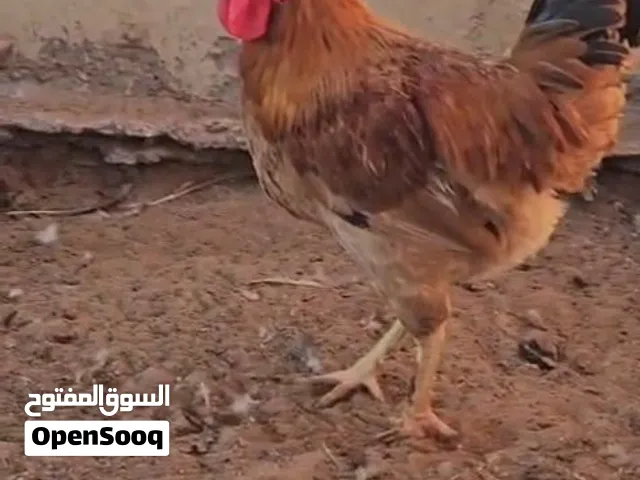 بيع دجاج فرنسي بیور احجام اكس لارج