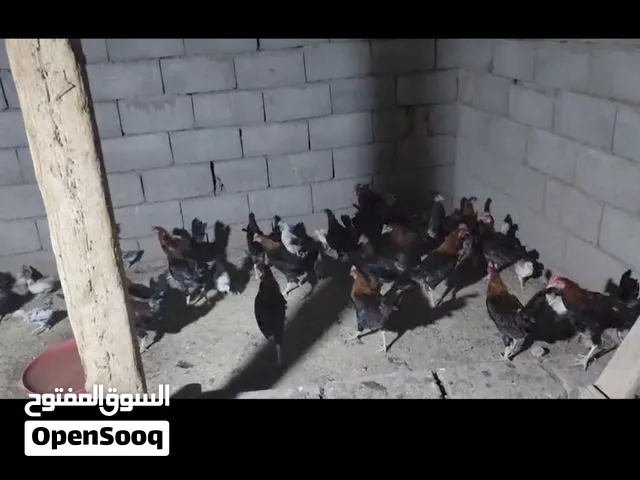 تفاصيل بل وصف ديوجه مطوك كويتي