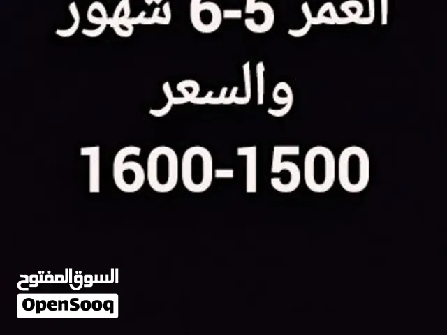 المكان تاجوراء