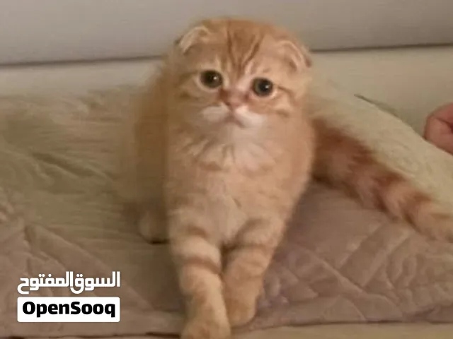 ذكر عمر شهرين
