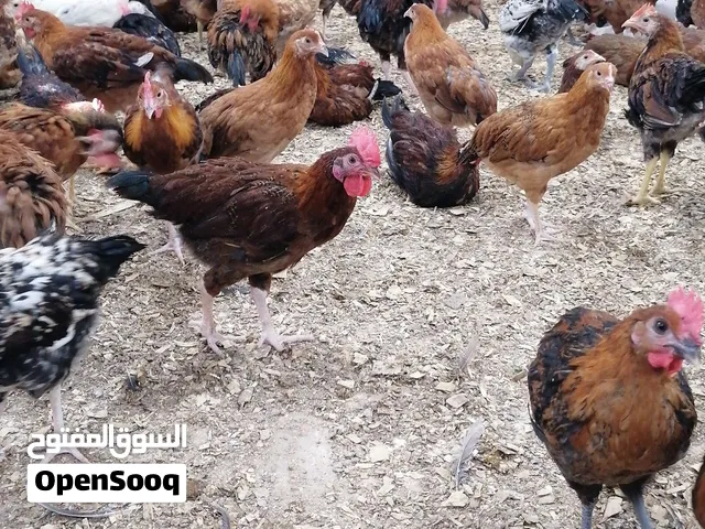 #تله #الساد# الدواجن#  دجاج محلي للبيع السعر 20درهم متوفر جميع انواع الدجاج