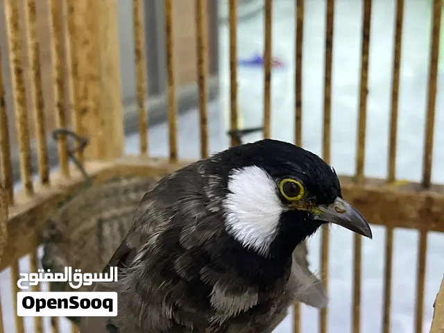 بلبل ذكر للبيع