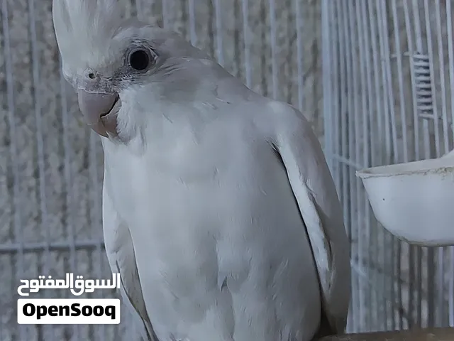 السلام عليكم زوج  كوكتيل الانثى الابيض ول ذكر وايت فيس فول تغريد فقط للشراي المو شراي لا يتعبني