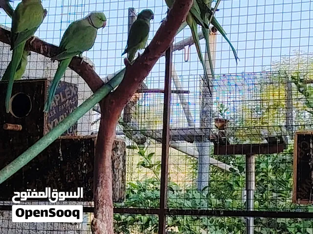 بغبغاء الدره