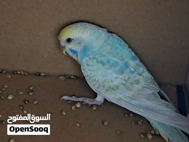 طیر بادجی أزرق وأصفر