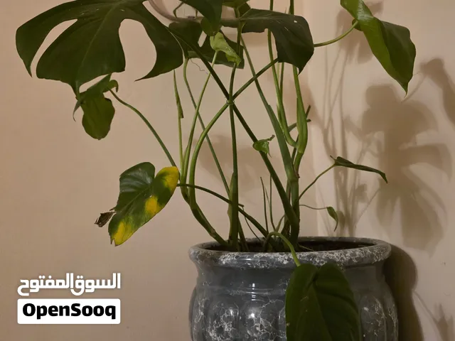 Monstera plant for sale