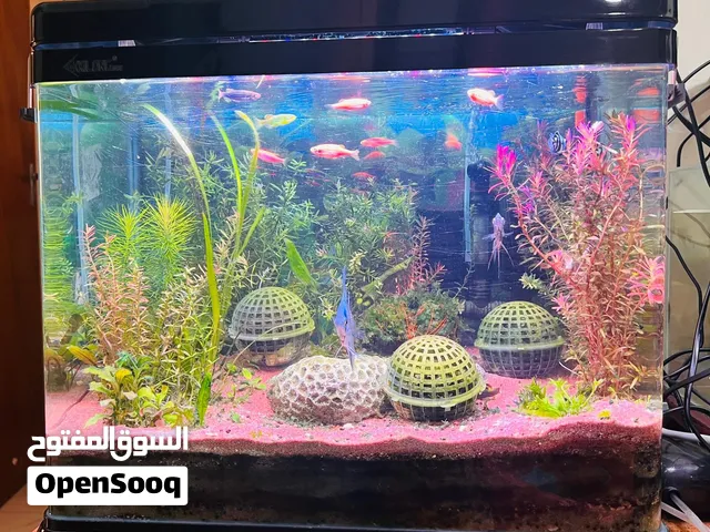 A well maintained planted aquarium with fish for sale