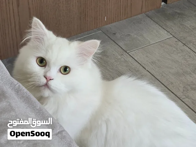 Persian Doll face white