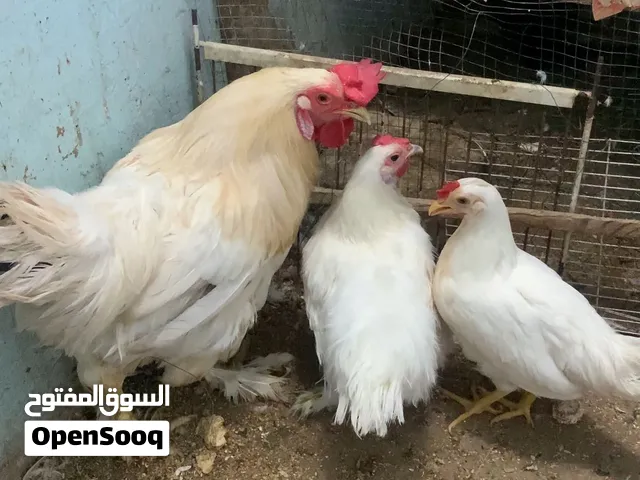 للبيع دجاجه عربيه ودجاجه كوجي وديج ابيع شلع السعر 45 عنوان بصره طويسهوبيهن مجال