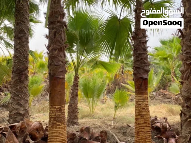 نخيل مثمرعربي وواشنطن للبيع