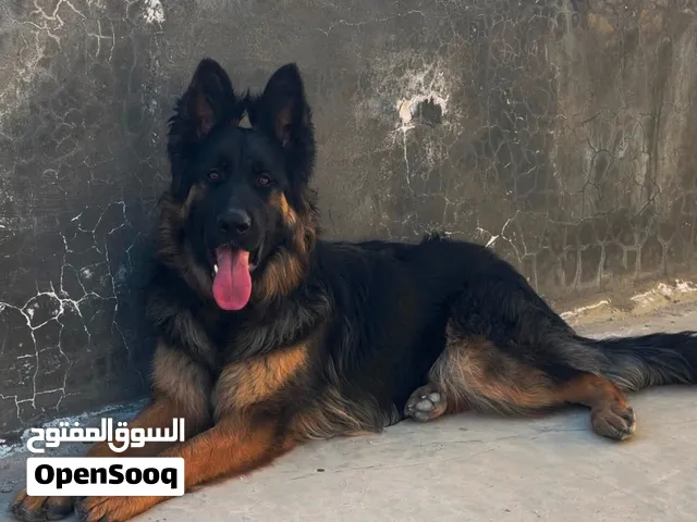 جيرمن شيبرد