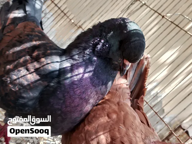 مجموعة حمام مدينه ازواج مدينة امريكي علا 20 ازواج مدينة ؤربي علا 10 حمام نفاخ علا 5 فروخ بط خضيري5