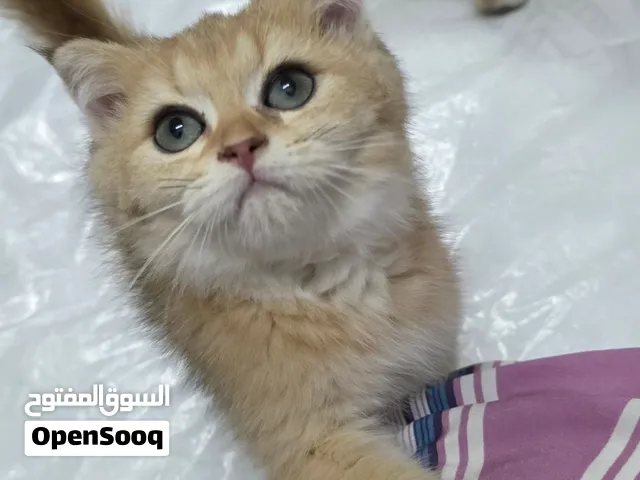 كتنز سكوتش فولد برتش ذكور واناث مستويات جميلة ومميزة جدا
