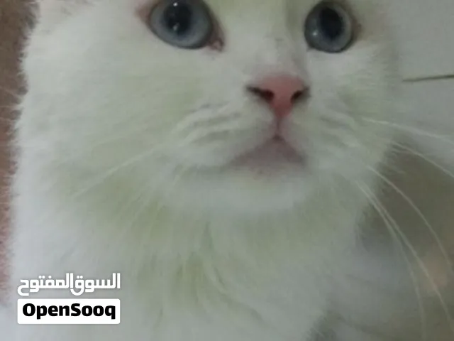 قطه بيرشنت انثى ملقحه