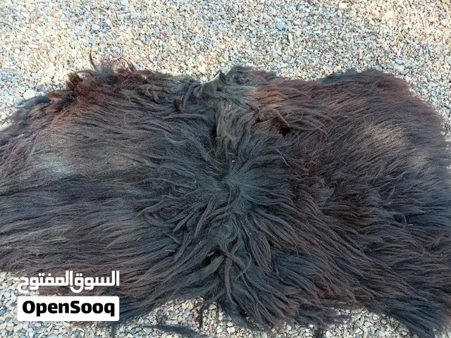 جاعد للبيع كبش عماني