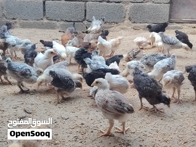 للبيع صيصان