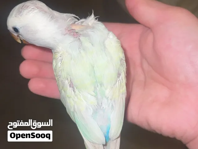 روز لون مميز فرخ