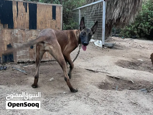للبيع جروه ملينو العمر من 6 الى 7 شهور مستوى طيب